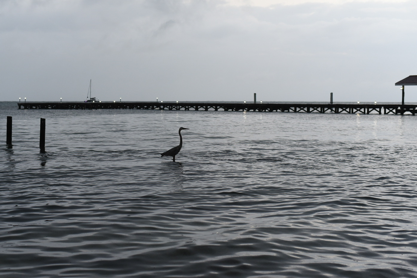 sandhill crane standing in the ocean near a pier in San Pedro, Belize