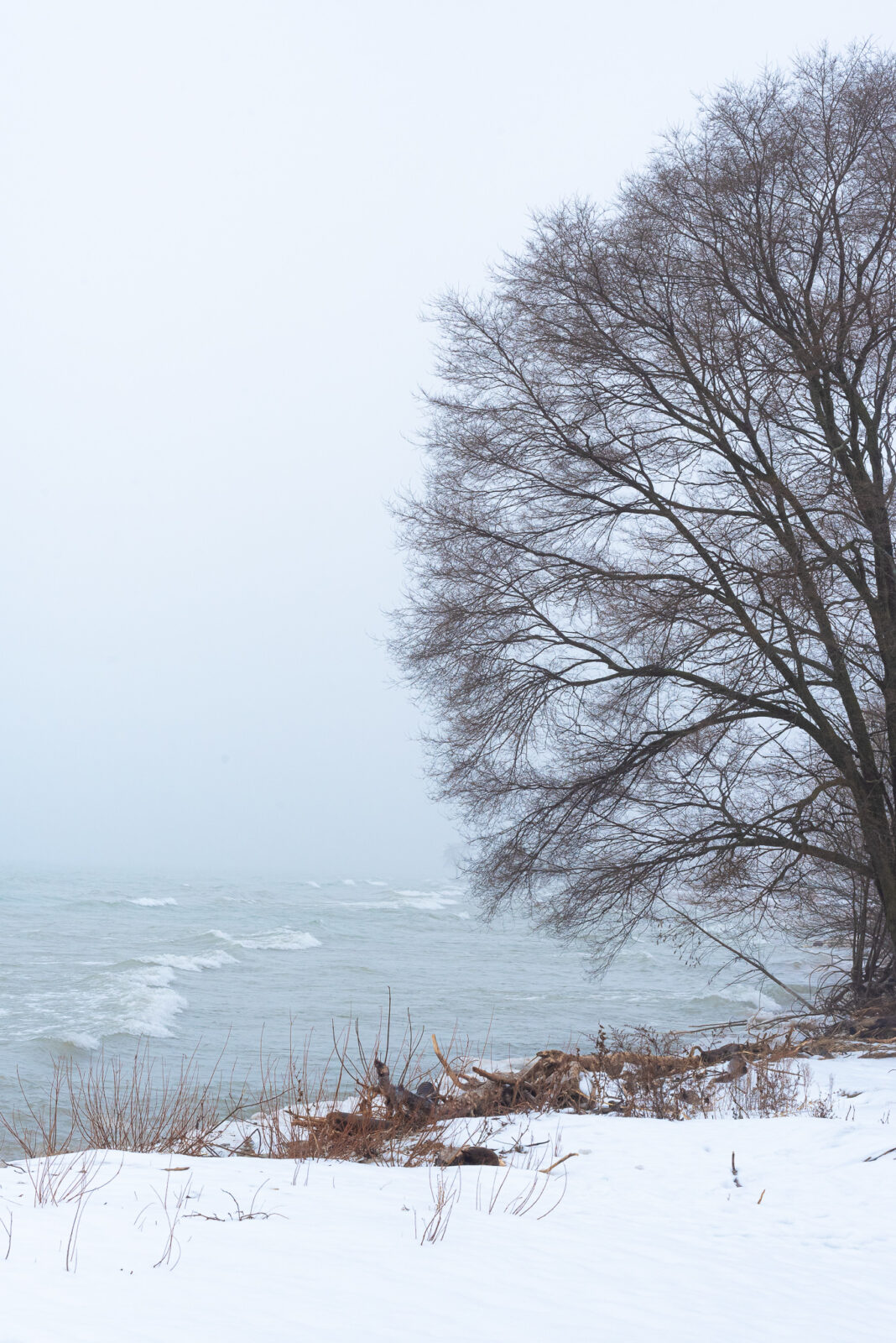big tree on the snowy bank of Lake Michigan east shore
