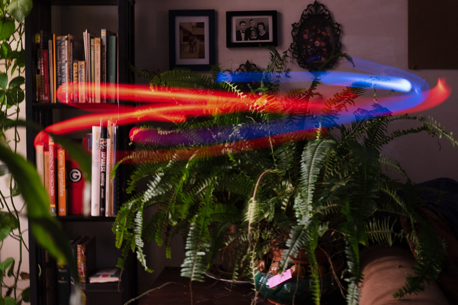 Blue and red light trails hovering over a fern house plant