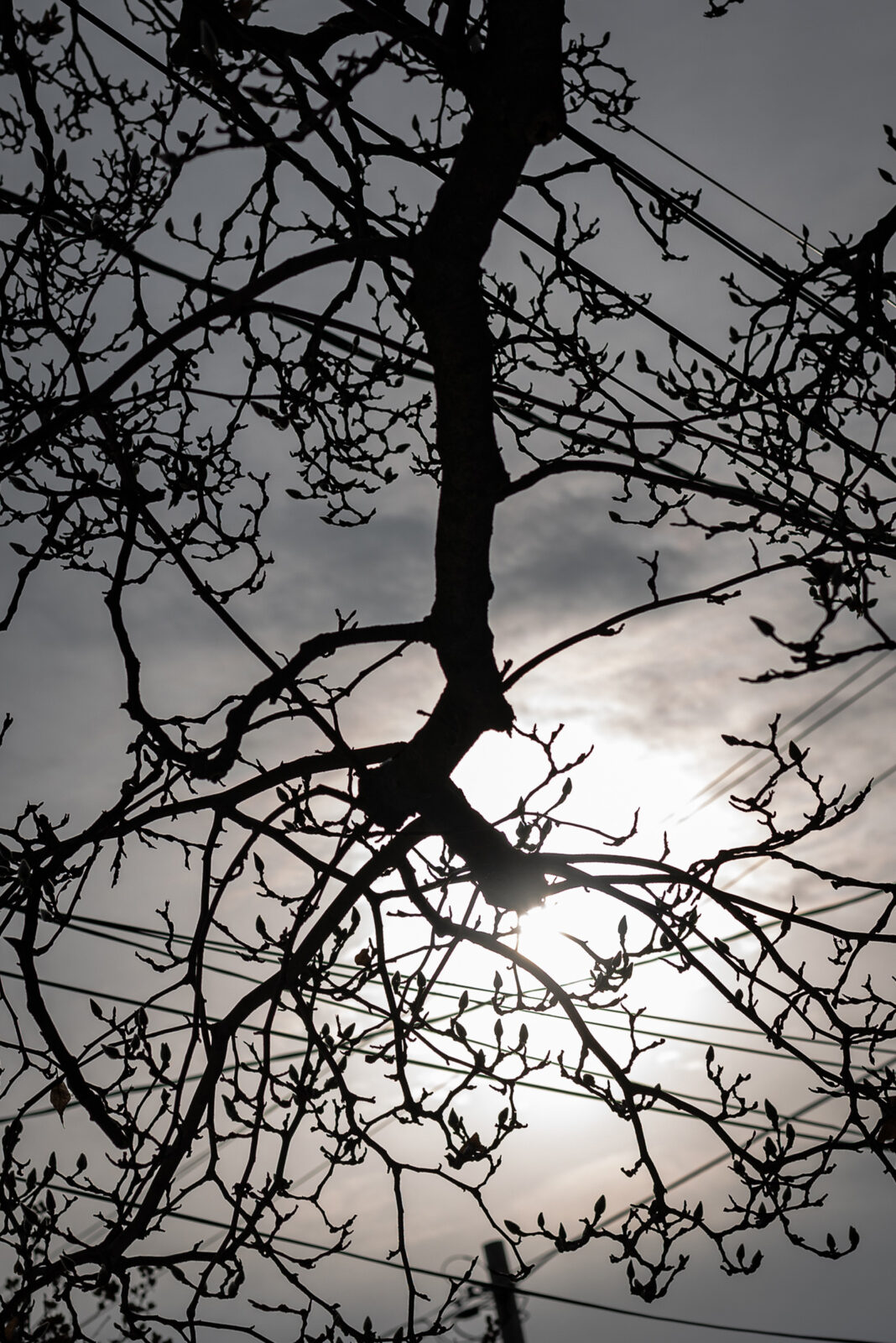 silhouette of a leafless magnolia tree with electrical lines clouds and sun