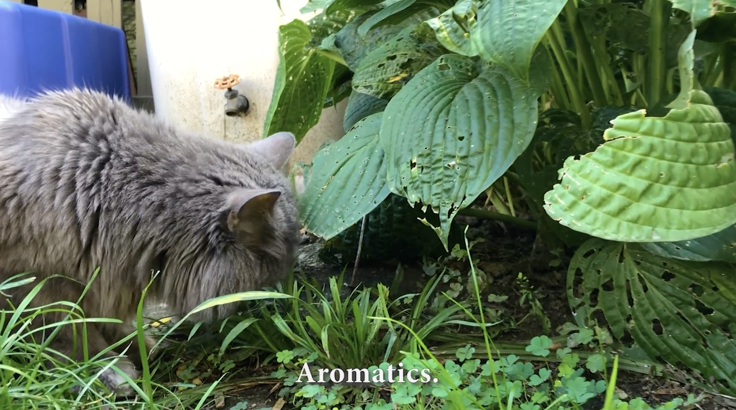 Image of a gray cat at sniffing around in a garden, with a caption reading 